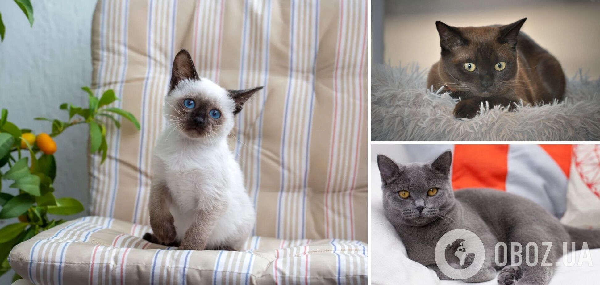 Какие породы кошек лучше всего подходят для квартиры: кроткие и любящие чистоту