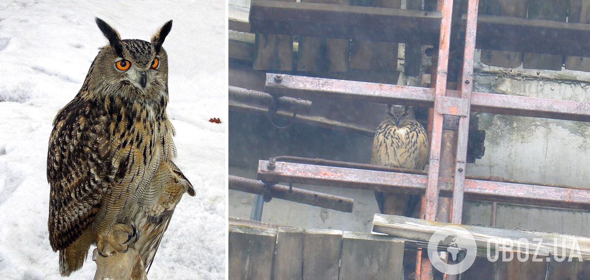 Хищника заметили на градирне