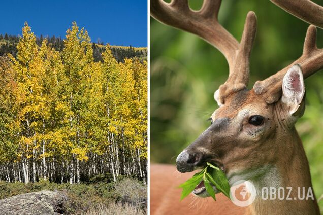 Самый большой на Земле тысячелетний организм медленно съедается и может вымереть – ученые