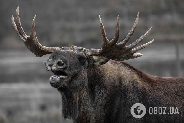 Легковушка сбила лося