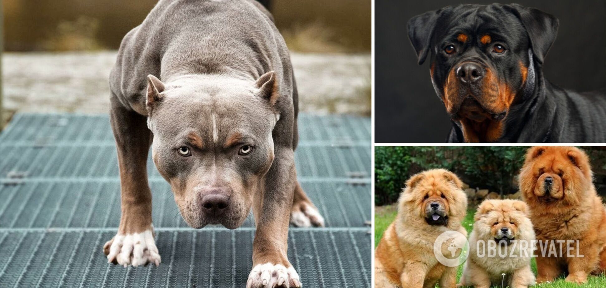Какие собаки самые опасные: могут напасть даже на хозяина