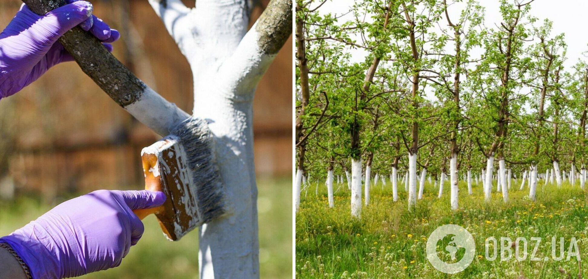 Які дерева не варто білити весною: принесе більше шкоди