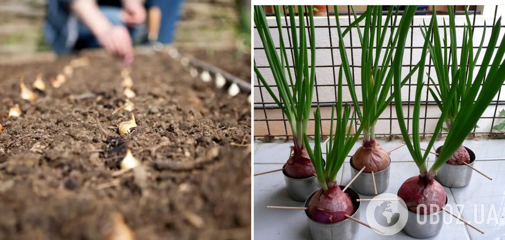 Коли треба садити цибулю: як підготувати ґрунт для кращого урожаю