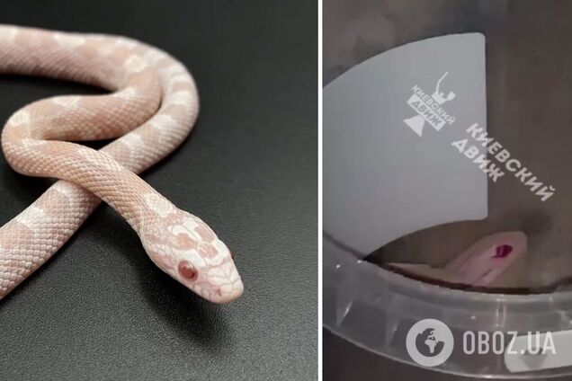 Тварина мешкає у відрі та повзає між квартирами