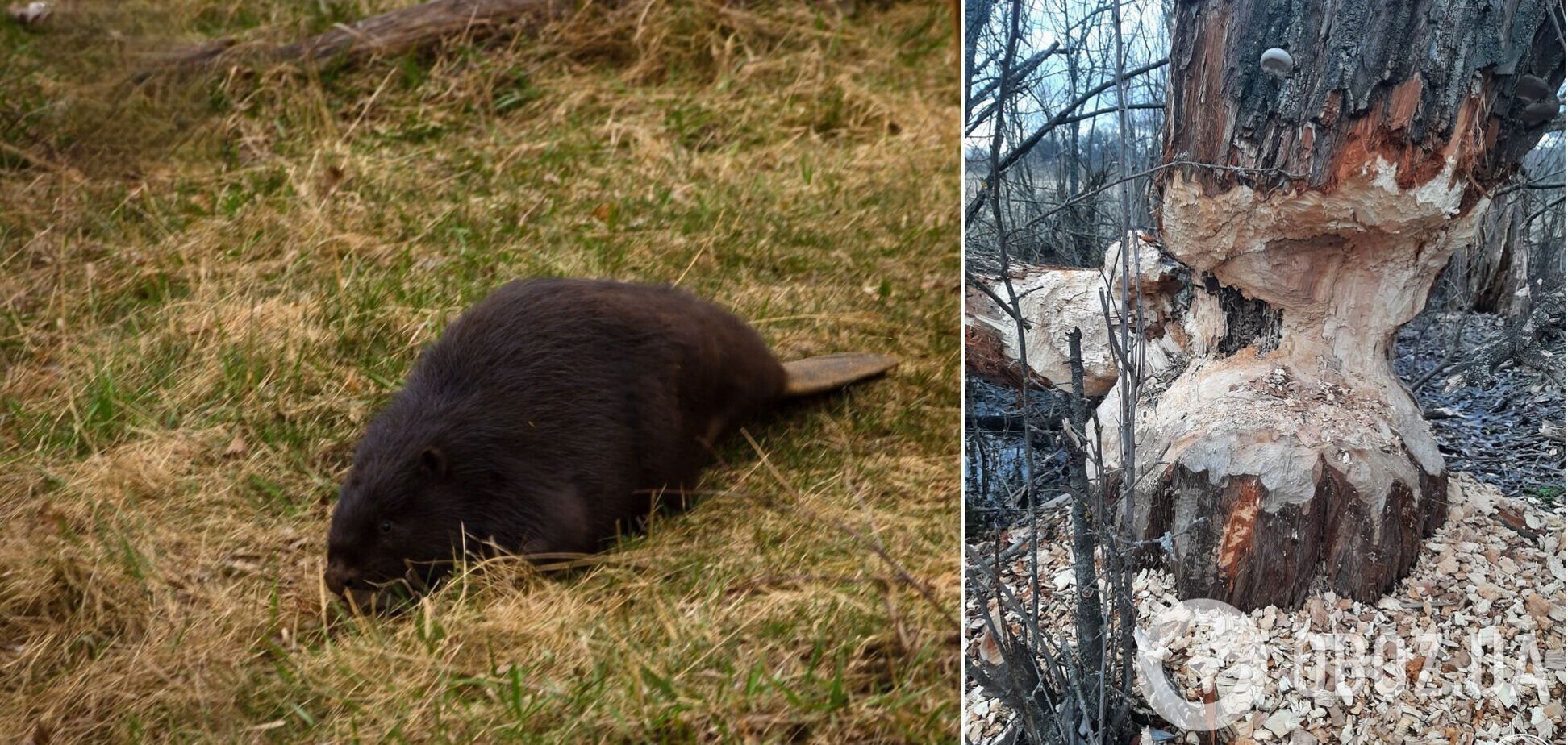 Бобры валят деревья, чтобы строить плотины