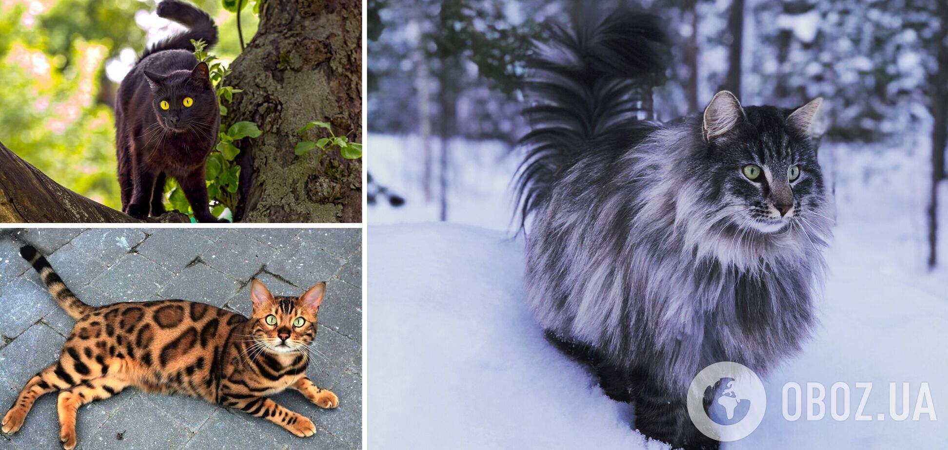 Викликають захват: які породи котів найкрасивіші