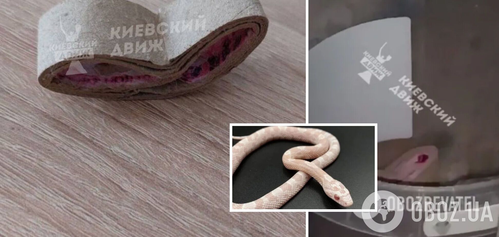 Змія зі столичної багатоповерхівки виявилася… шматком картону: історія закінчилася несподіваним хепіендом. Фото