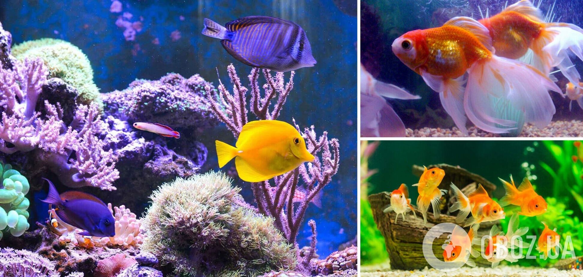 Какие рыбки точно выживут в аквариуме: неприхотливые виды