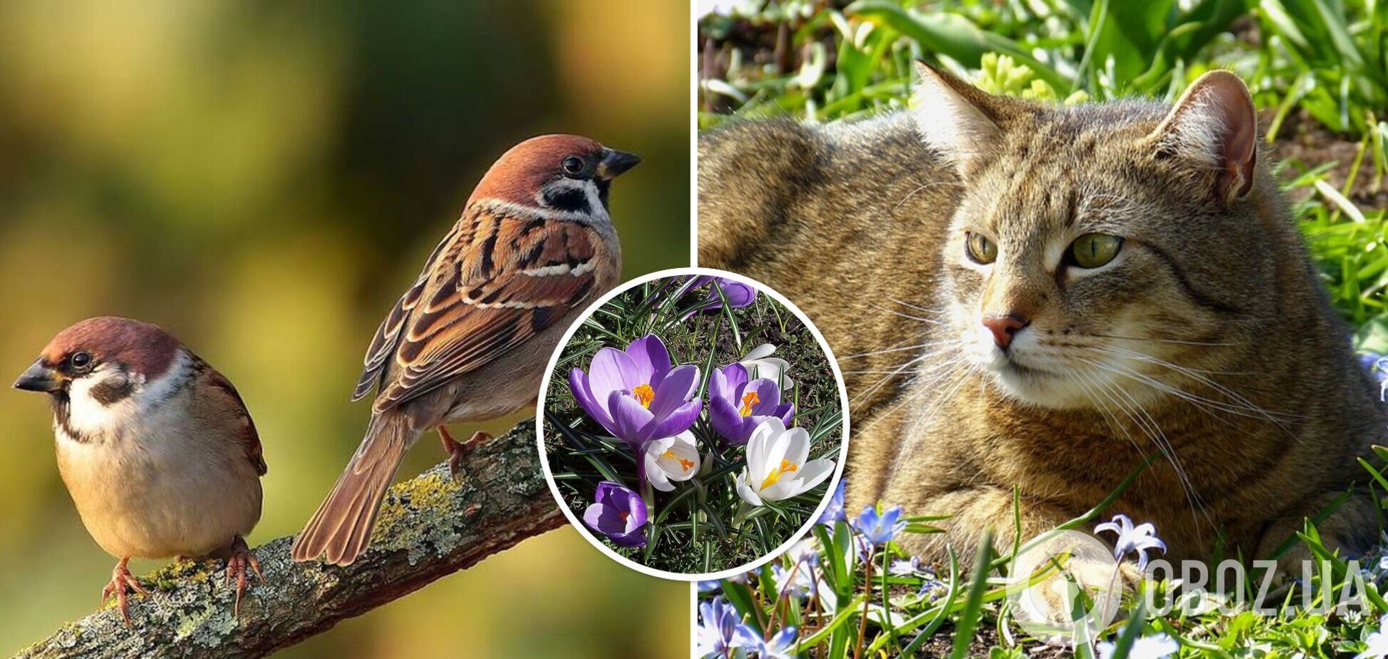 Літні +21 і майже без опадів: в Україну йде хвиля потепління. Карта