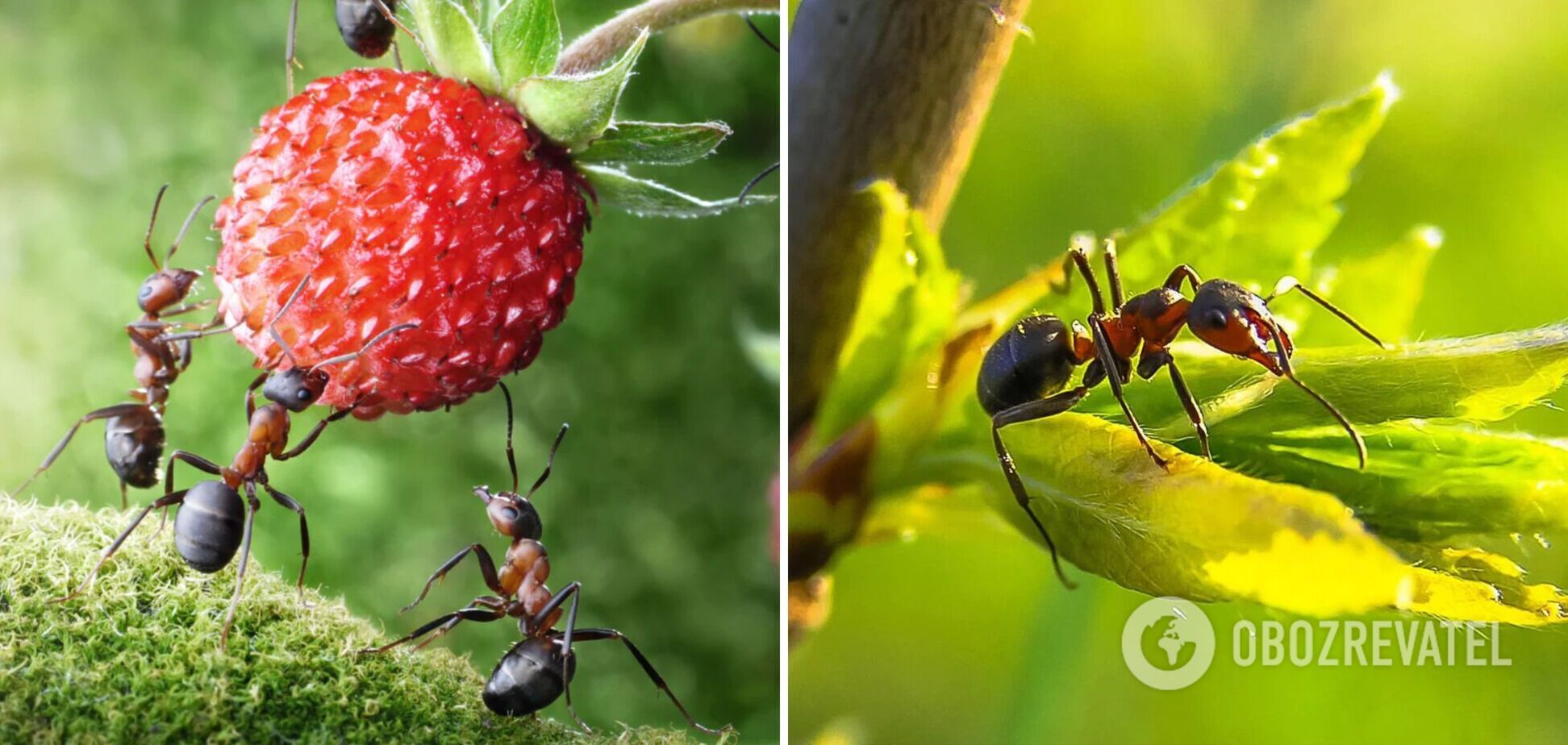 Як позбутися мурах на городі: безвідмовний весняний спосіб