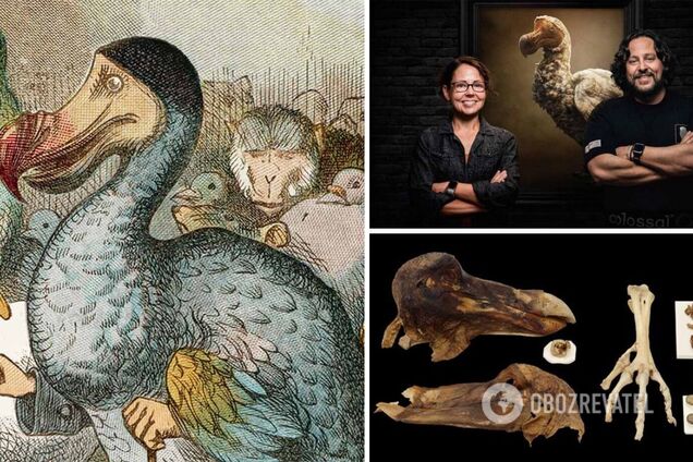 Ученые хотят воскресить загадочную птицу додо: вымерла сотни лет назад