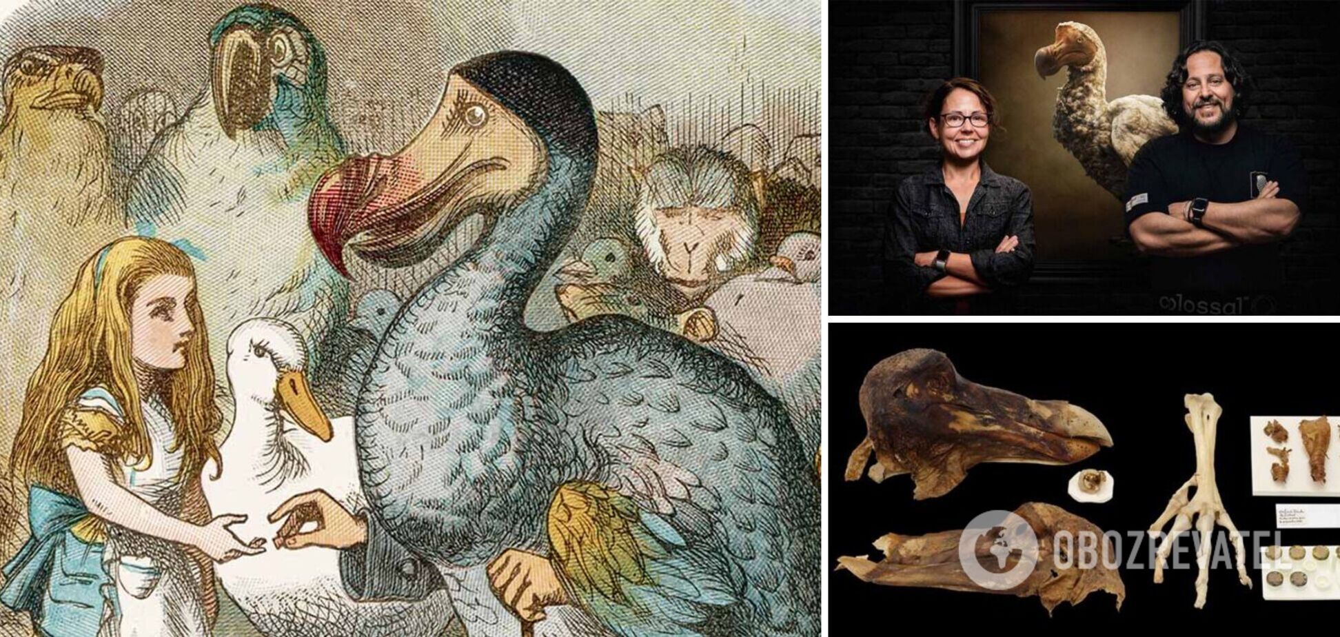Ученые хотят воскресить загадочную птицу додо: вымерла сотни лет назад