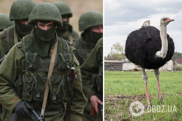Российские оккупанты ели страусов