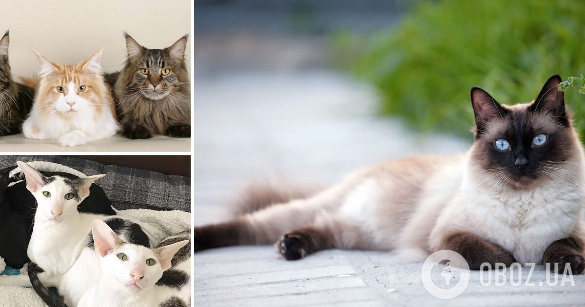 Сколько лет живут коты – данные о разных породах