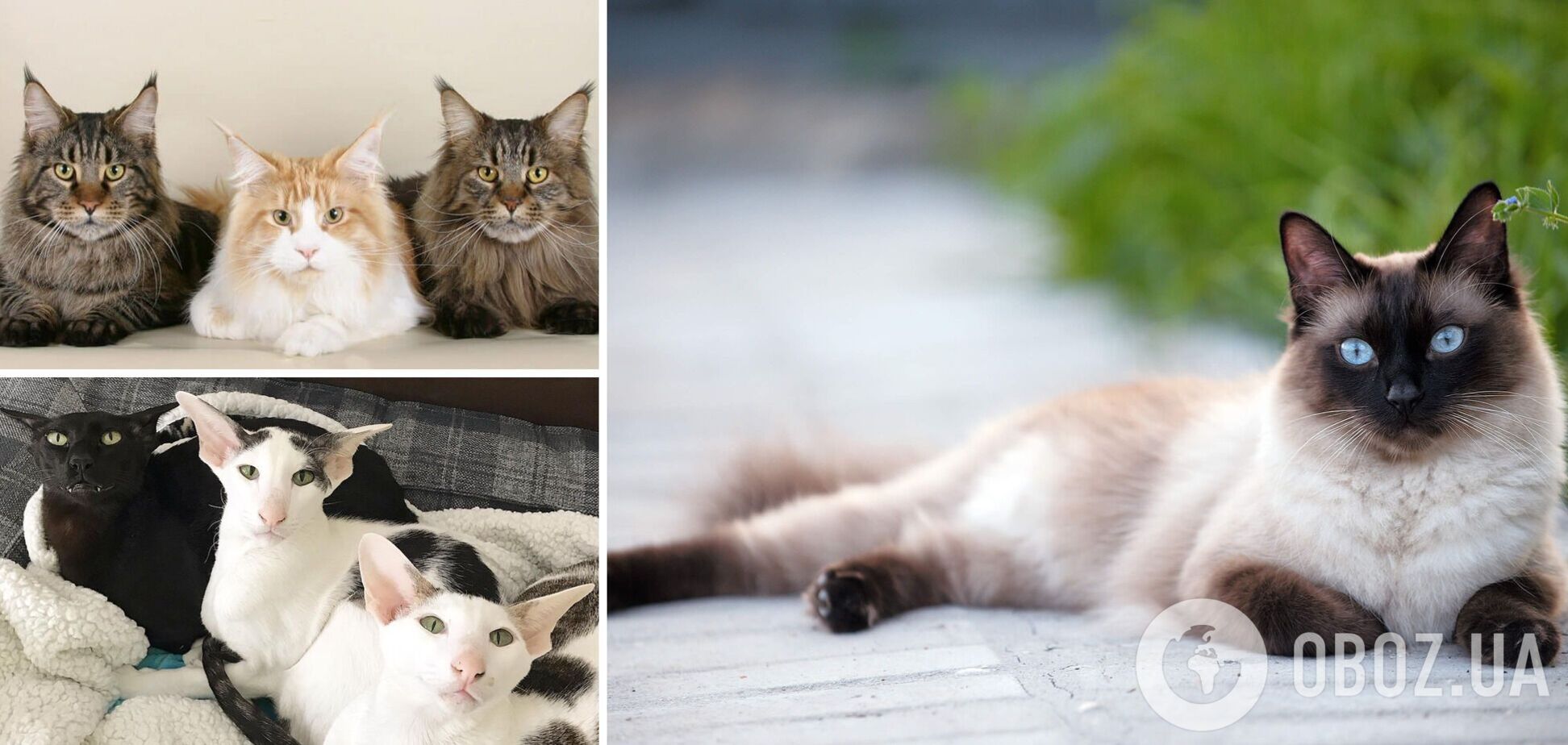 Скільки живуть коти: які породи є довгожителями