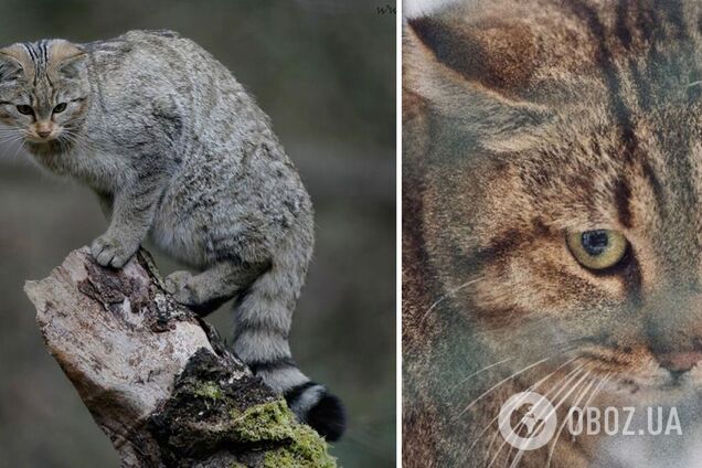 Учені виявили новий вид котів: має загадкову особливість