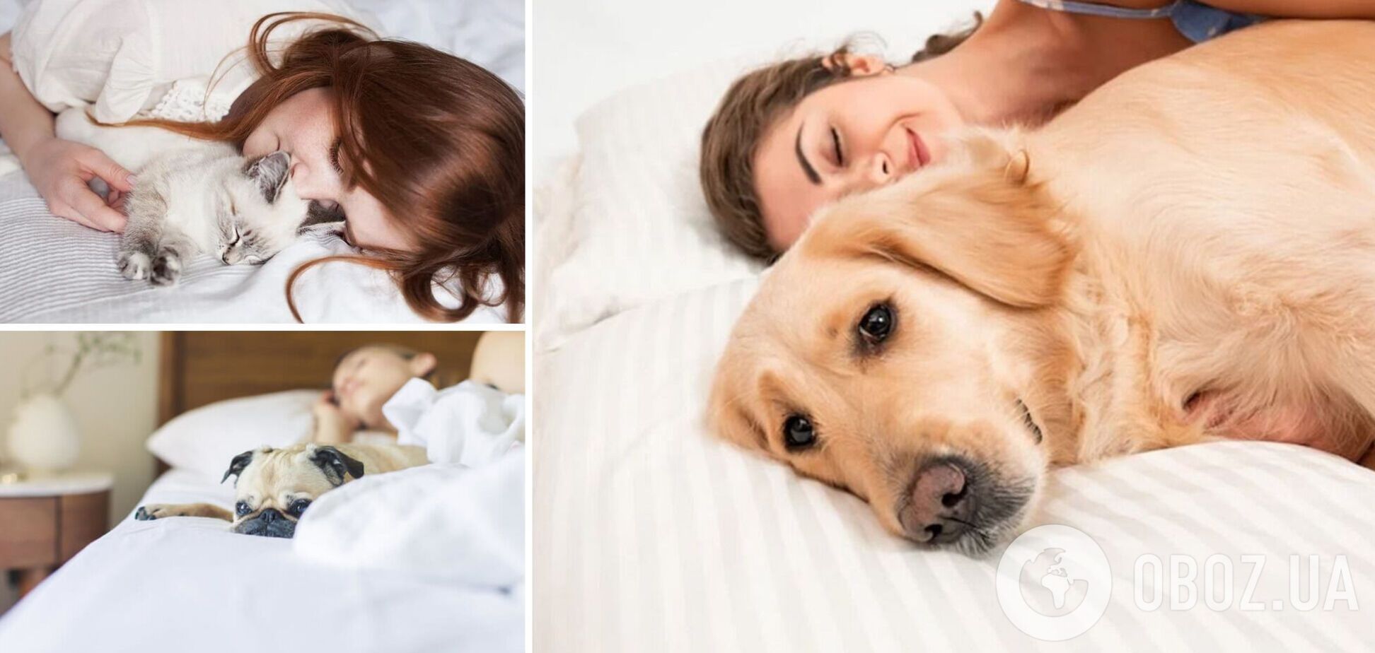 Почему нельзя пускать домашних животных в постель: ответ ученых