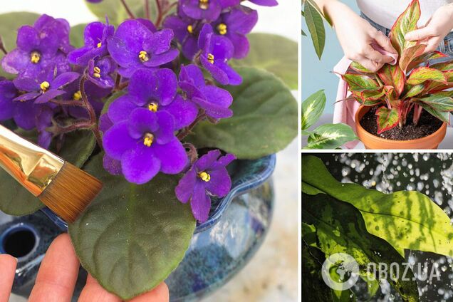 Как быстро и надолго убрать пыль на комнатных цветах: простой способ