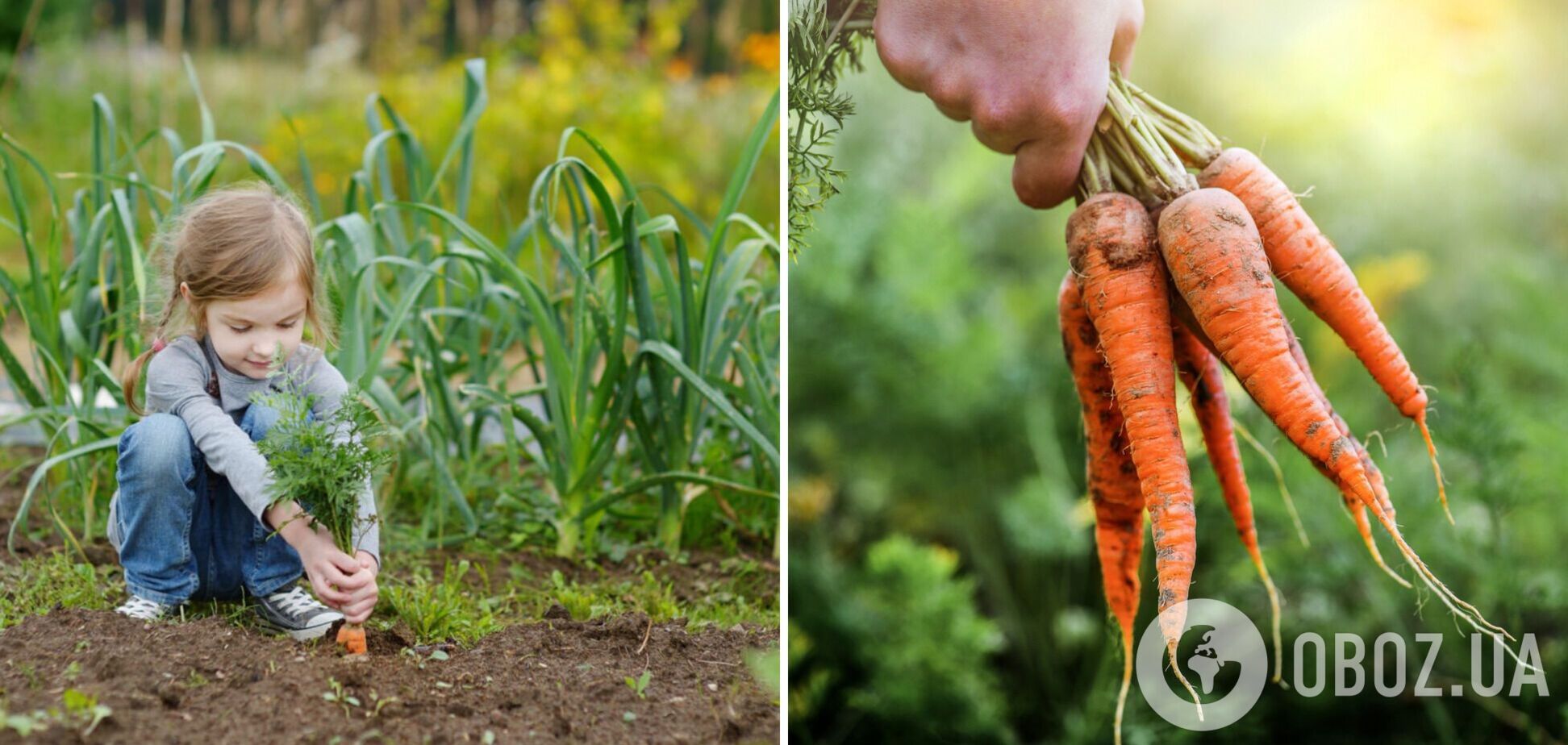 Названо найсолодші сорти моркви: діти від них у захваті