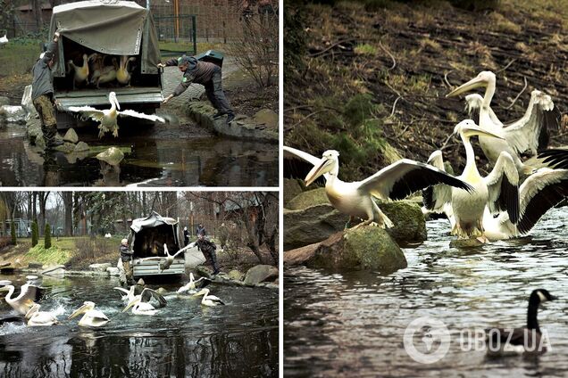 Каждый день можно будет увидеть, как птиц кормят рыбой
