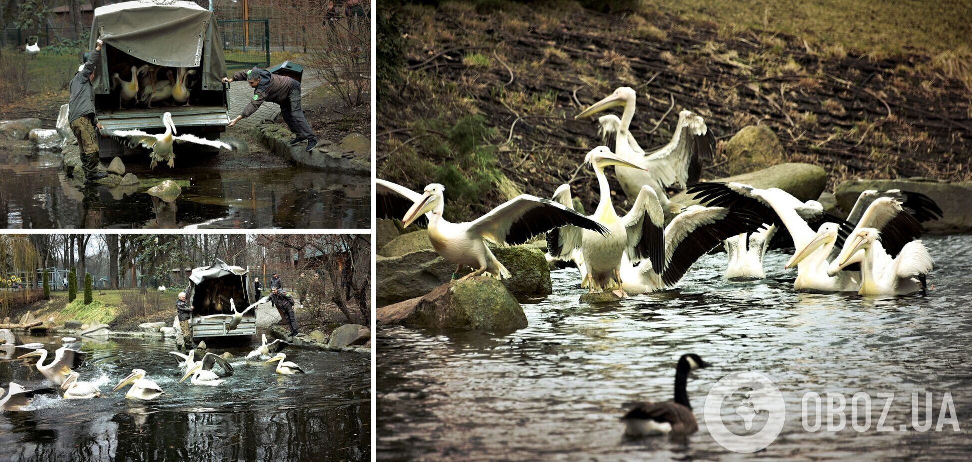 В Киевском зоопарке на воду выпустили большую семью пеликанов