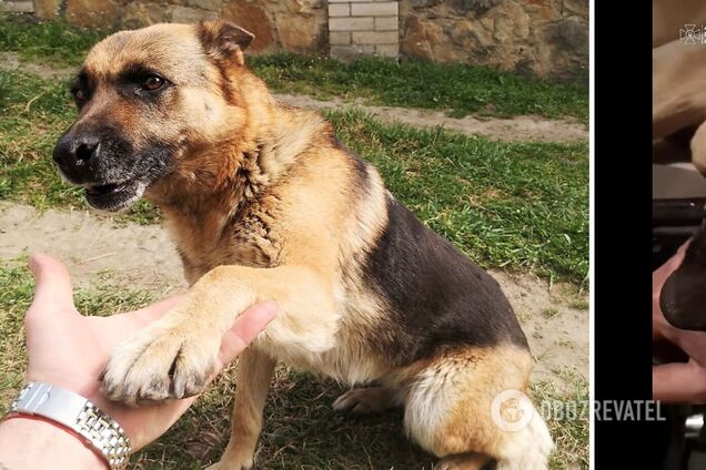 Украинский пограничник спас собаку, которую ранило на фронте на Донетчине. Трогательное видео