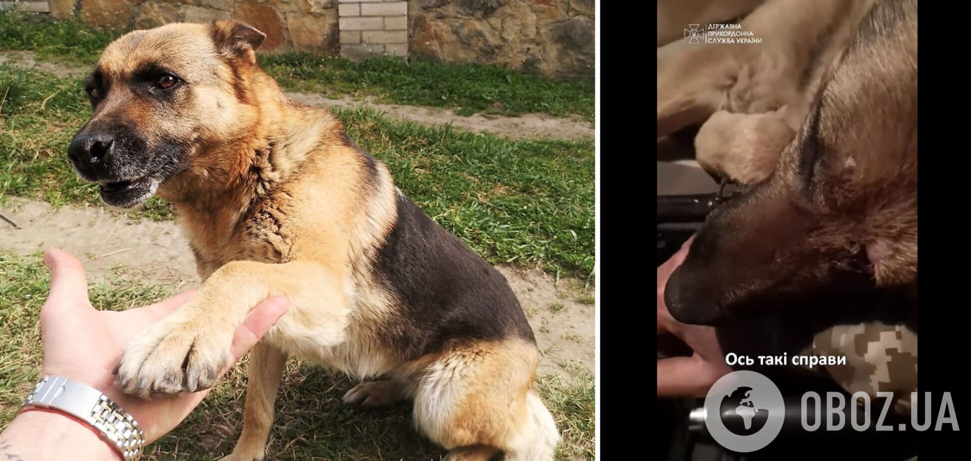 Український прикордонник врятував собаку, яку поранило на фронті на Донеччині. Зворушливе відео