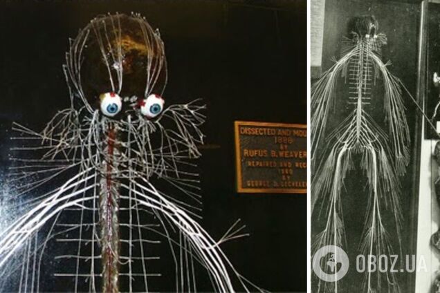 Таємниця Гаррієт Коул: історія жінки, яку розібрали на нерви і показали усьому світу