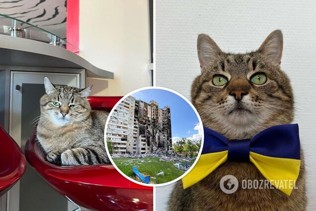 Кот Степан с подругой из Ниццы вернулся в Харьков на Салтовку, которую практически разрушили оккупанты. Фото и видео