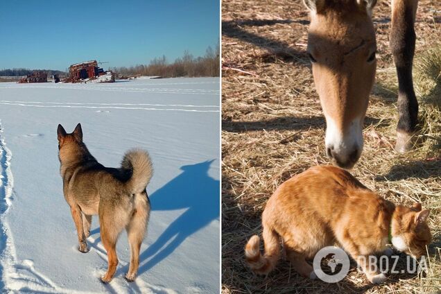 Собаки и кошки Зоны живут рядом с людьми