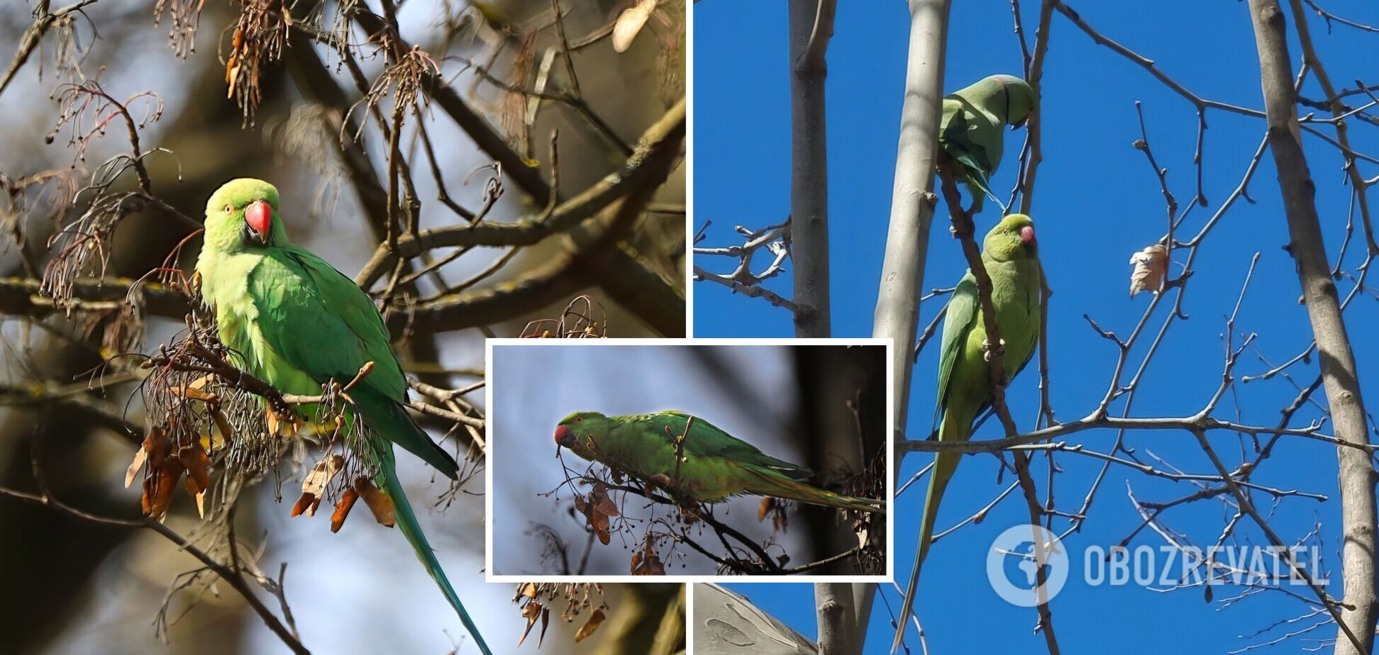 В Черновцах заметили попугаев Крамера, редких гостей в Украине. Фото