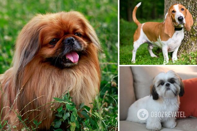 Добре уживаються в сім’ї: які породи собак найспокійніші