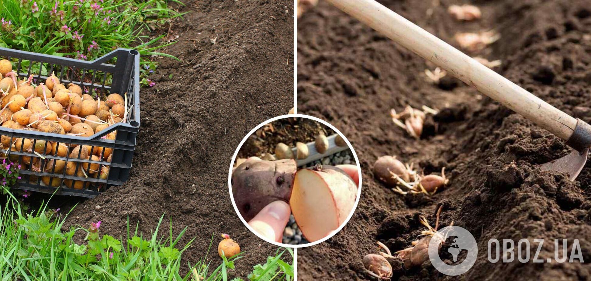 Чи можна саджати розрізану картоплю: як збільшити урожайність