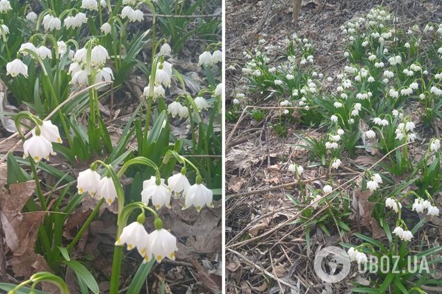 Рослину внесено до Червоної книги України