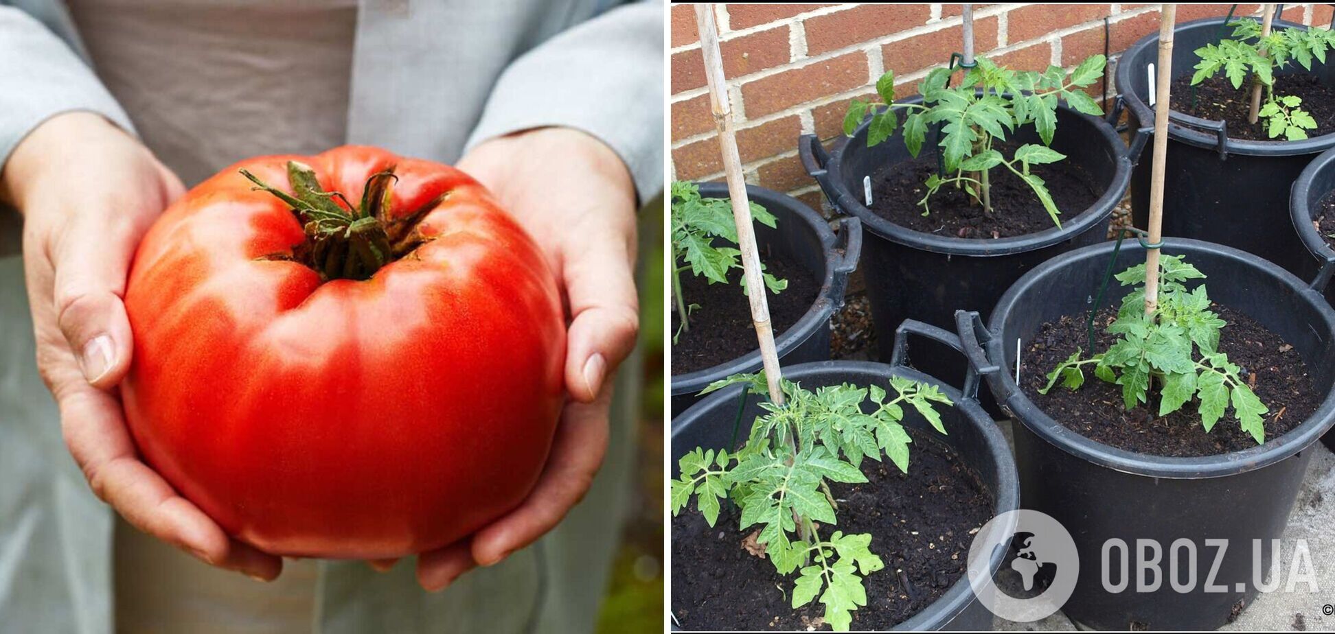 Названо ідеальні сорти помідорів: ростуть розміром із кулак без зусиль