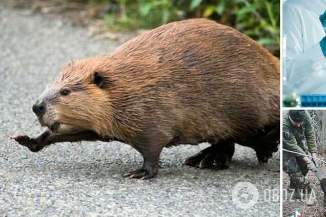 'Солдат из тайных биолабораторий': сеть развеселило видео с бобром, проникшим в окоп к воинам ВСУ