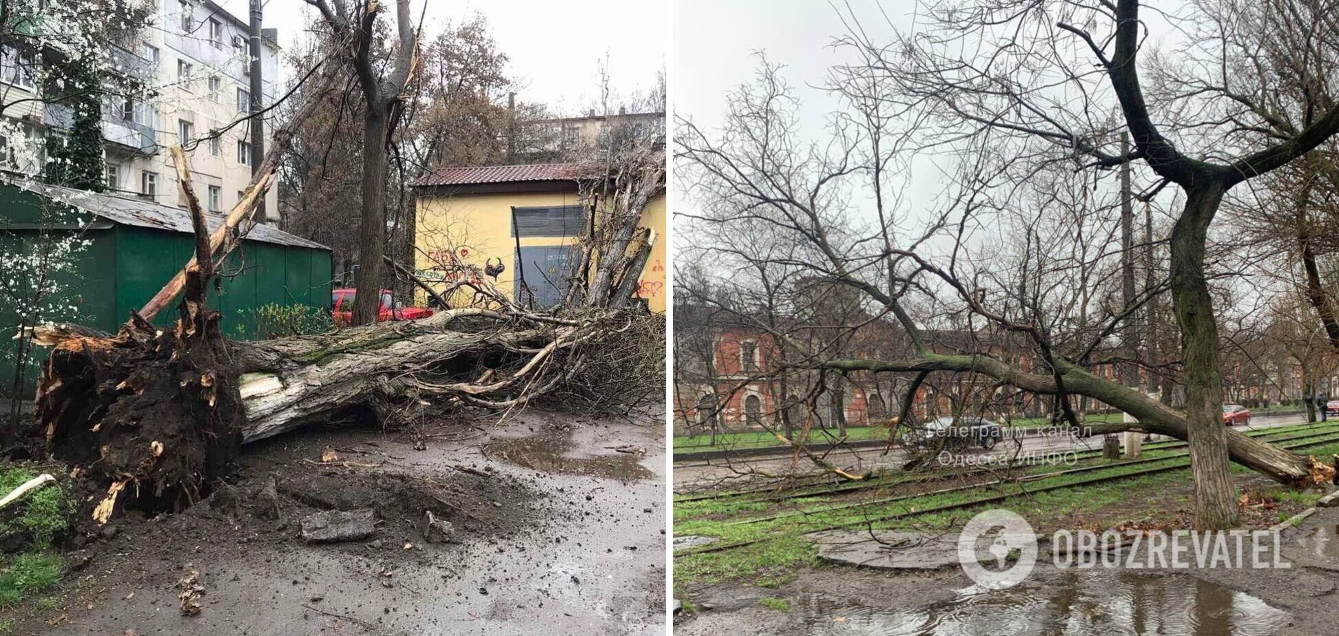 В Одесі через сильний вітер на жінку впало дерево: у місті вирує негода. Фото і відео