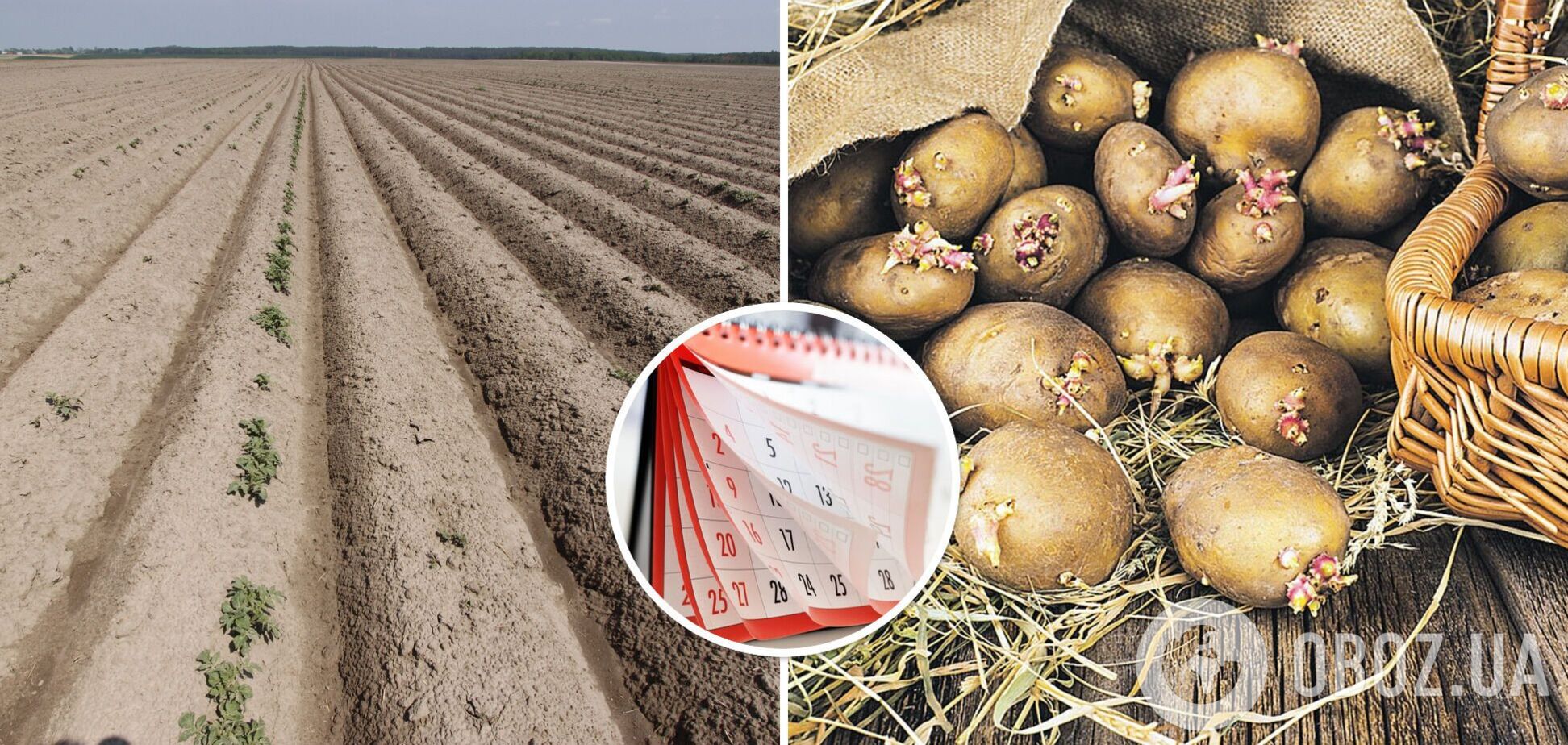 Коли треба садити картоплю: яка оптимальна температура і сприятливі дні