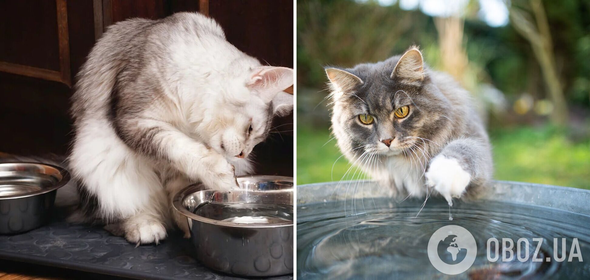 Для чого кіт торкається води лапами перед тим, як пити: є чотири причини