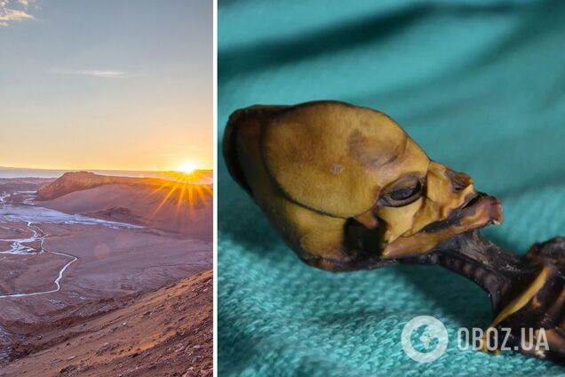 Длиной всего 15 см: ученый заявил, что разгадал секрет скелета 'инопланетянина'