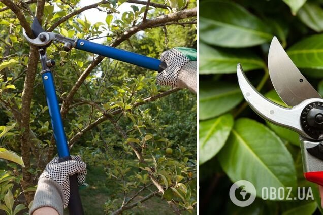 Як обрізати плодові дерева, щоб збільшити врожайність: три головних правила