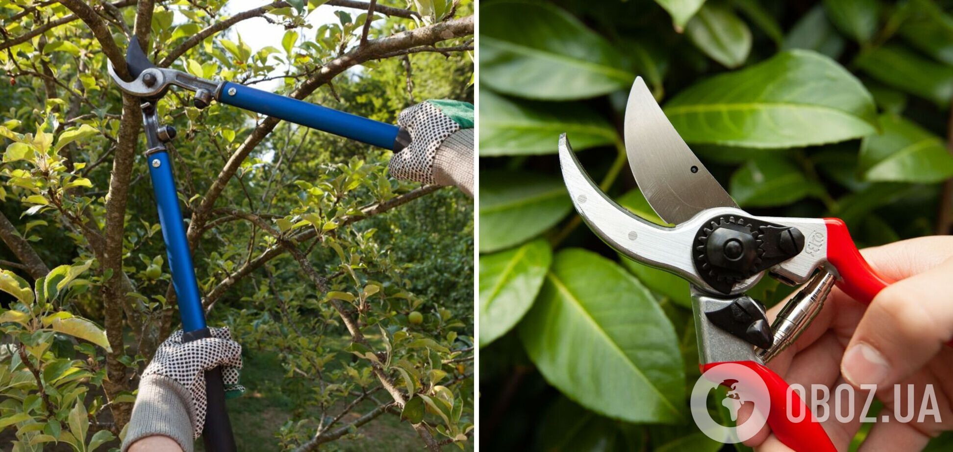 Как обрезать плодовые деревья, чтобы увеличить урожайность: три главных правила