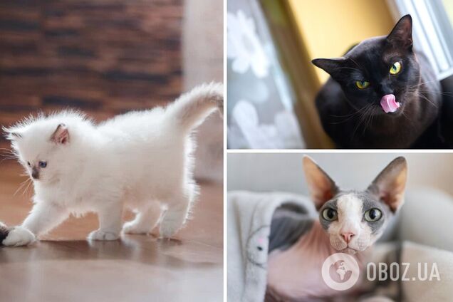 Породы кошек, похожих на рысь - узнайте, какая порода наиболее подходит вам