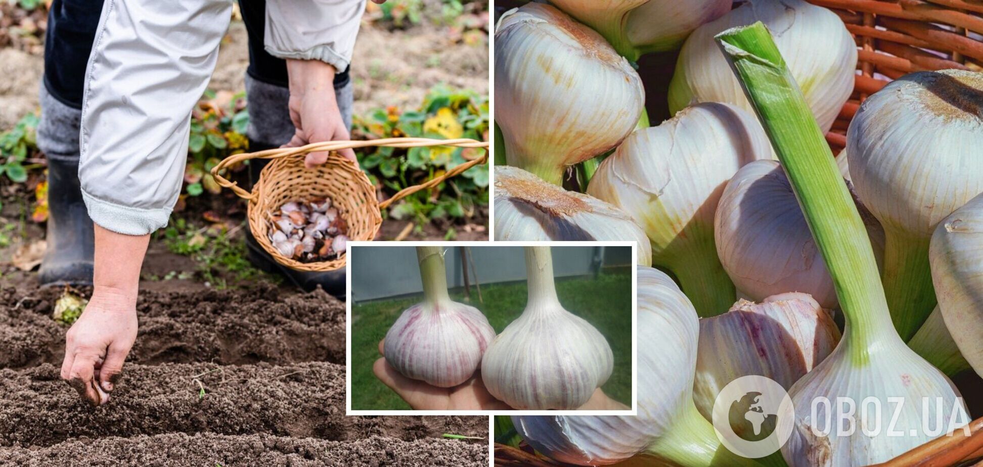 Часник буде як кулак: як виростити гігантський урожай
