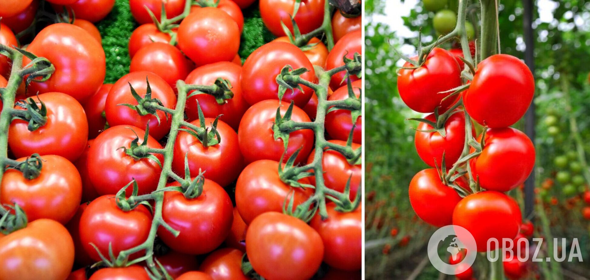 Как сажать помидоры, чтобы получить невиданный урожай: немецкий способ