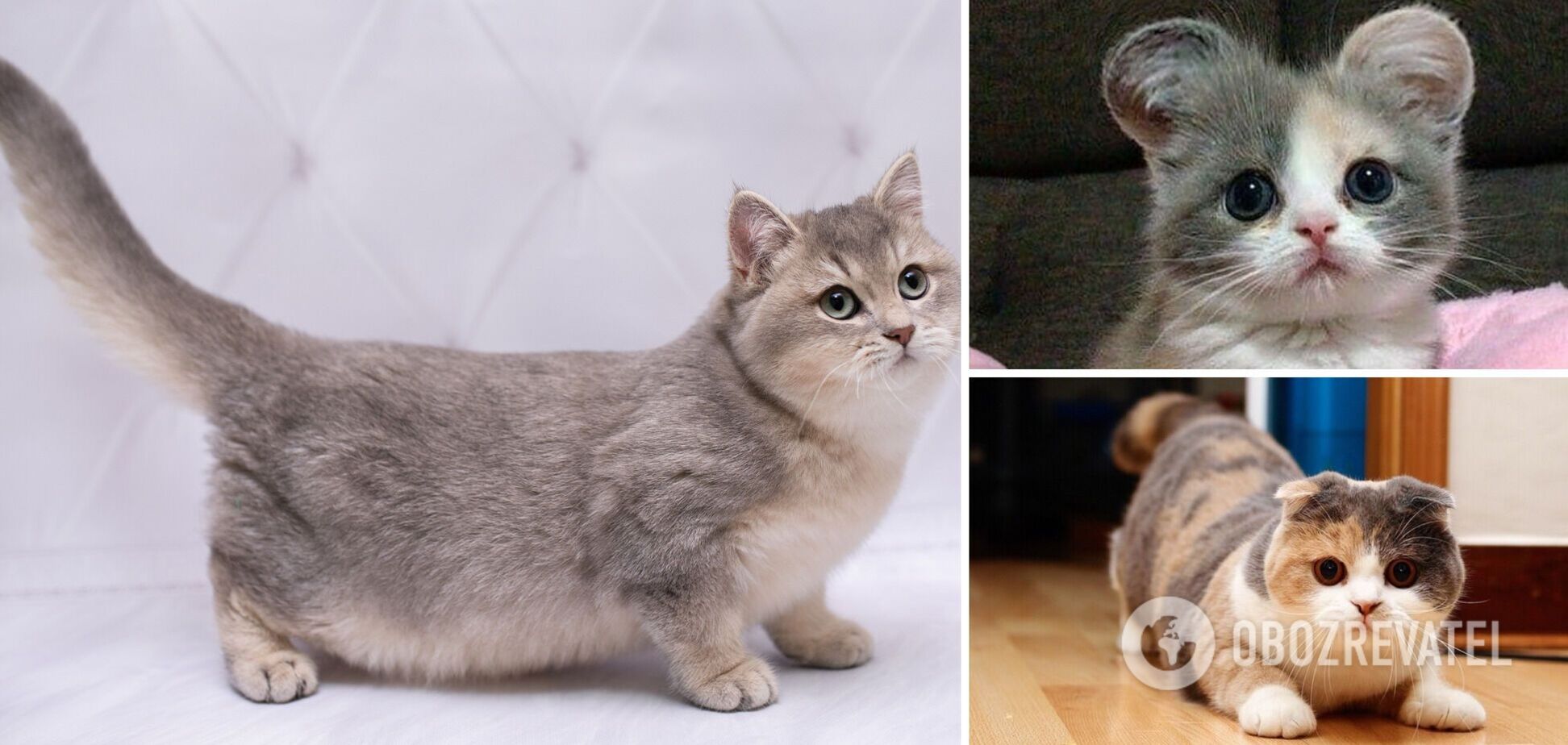 Самые маленькие породы кошек: от каких животных дети будут в восторге