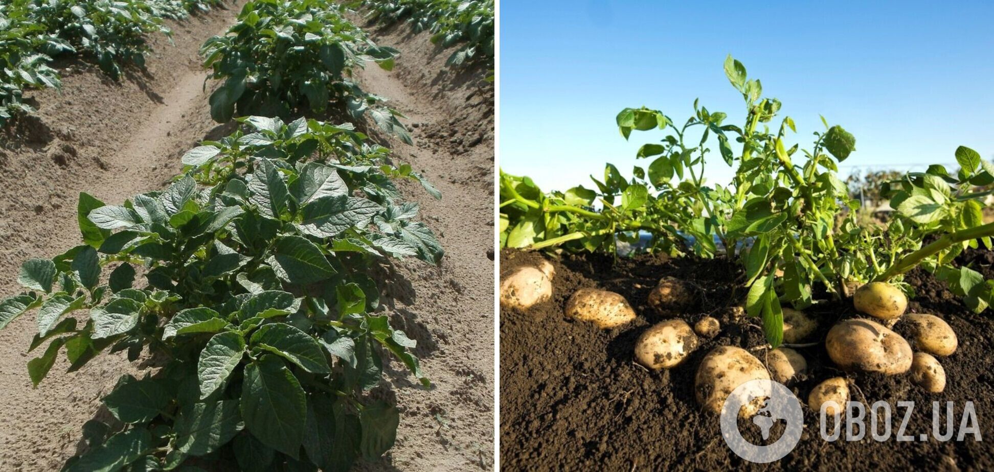 Картофель даст урожай в июле: названы лучшие ранние сорта