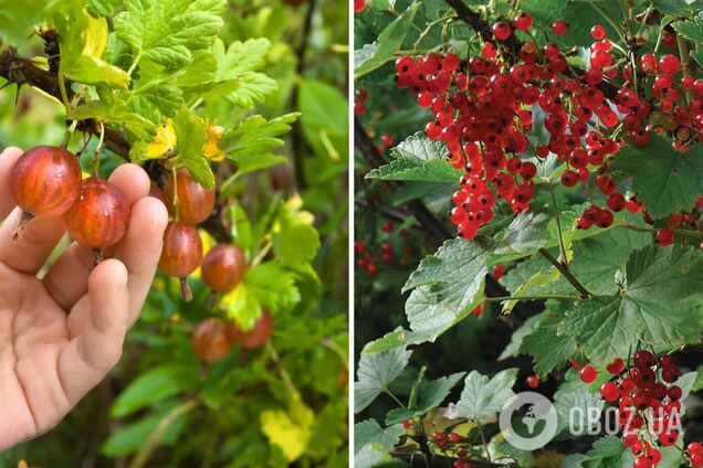 Чим підживити смородину і аґрус, щоб були солодкими: урожай вразить