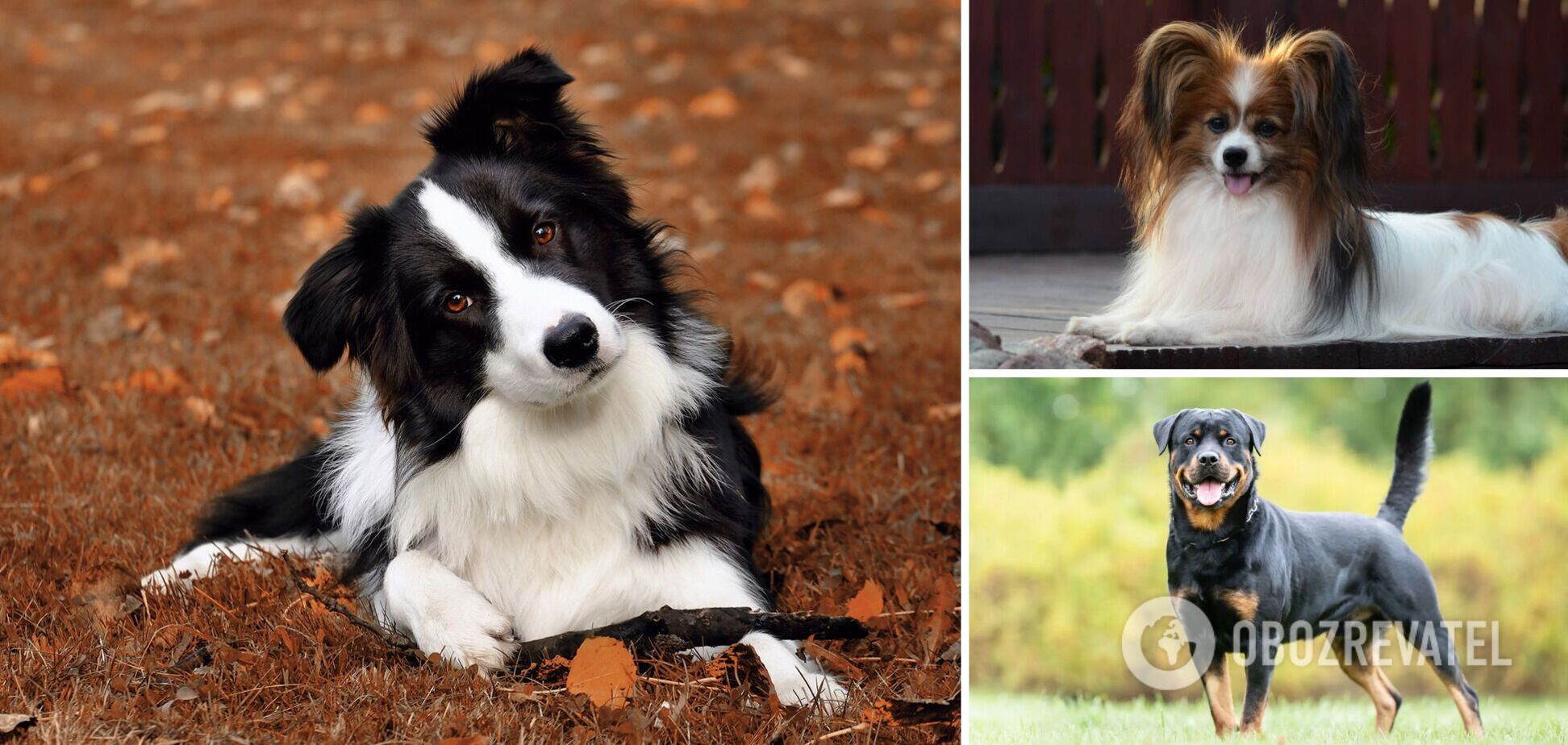Какие породы собак самые умные: список и фото