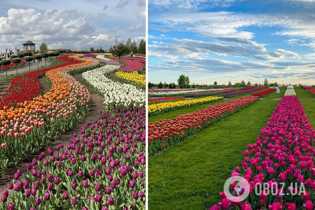 Посетители смогут приобрести луковицы тюльпанов